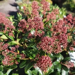 Future Forests -Future Forests Skimmia Rubella FF