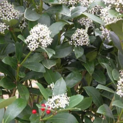Skimmia Japonica Subsp. Reevesiana - Self Fertile 9 Skimmia Japonica Subsp. Reevesiana - Self Fertile -Future Forests Skimmia japonica reevesiana05