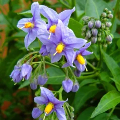 Solanum Crispum Glasnevin 6 Solanum Crispum Glasnevin -Future Forests Solanum crispum Glasnevin 03