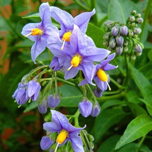 Solanum Crispum Glasnevin 3 Solanum Crispum Glasnevin - Image 3
