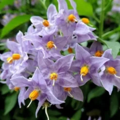 Solanum Jasminoides Blue 7 Solanum Jasminoides Blue -Future Forests SolanumjasminoidesBlue