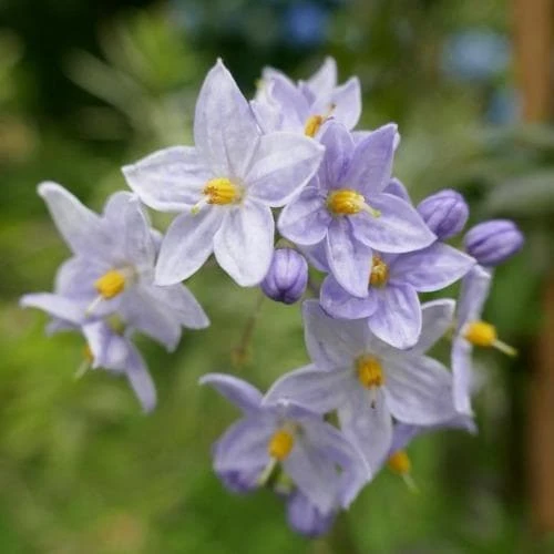 Solanum Jasminoides Blue 1 Solanum Jasminoides Blue