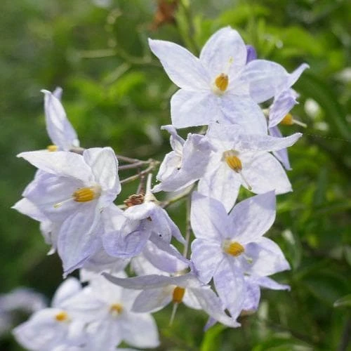 Solanum Jasminoides Blue 2 Solanum Jasminoides Blue - Image 2