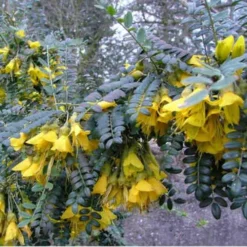 Sophora Microphylla Sunking -Future Forests Sophora microphylla Sunking 03