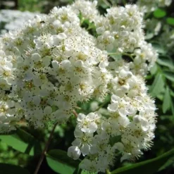 Sorbus X Thuringiaca Fastigiata 8 Sorbus X Thuringiaca Fastigiata -Future Forests Sorbus thuringiaca fastigiata 03