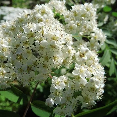 Sorbus X Thuringiaca Fastigiata 3 Sorbus X Thuringiaca Fastigiata - Image 3