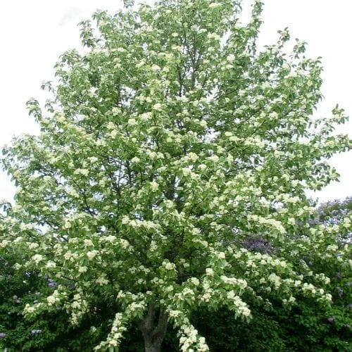Sorbus Aria Lutescens - Whitebeam 2 Sorbus Aria Lutescens - Whitebeam - Image 2