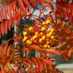 Sorbus Copper Kettle