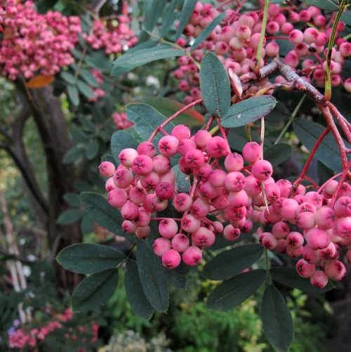 Sorbus Pseudohupehensis Pink Pagoda 5 Sorbus Pseudohupehensis Pink Pagoda - Image 5