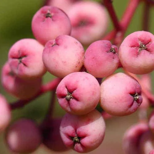 Sorbus Pseudohupehensis Pink Pagoda 7 Sorbus Pseudohupehensis Pink Pagoda - Image 7