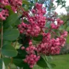 Sorbus Pseudohupehensis Pink Pagoda