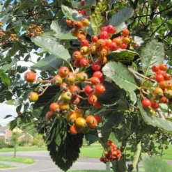 Sorbus Aria Lutescens - Whitebeam 7 Sorbus Aria Lutescens - Whitebeam -Future Forests Sorbus aria Lutescens 01