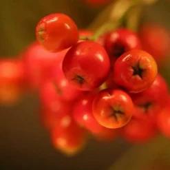 Sorbus Aria Majestica - Whitebeam 7 Sorbus Aria Majestica - Whitebeam -Future Forests Sorbus aria majestica 04