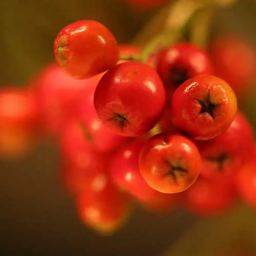 Sorbus Aria Majestica - Whitebeam 4 Sorbus Aria Majestica - Whitebeam - Image 4