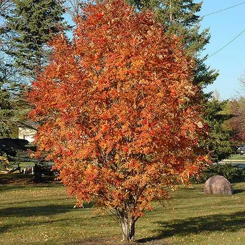 Sorbus Aucuparia Cardinal Royal 2 Sorbus Aucuparia Cardinal Royal - Image 2