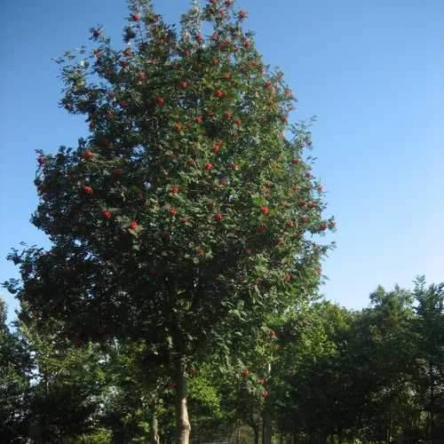 Sorbus Aucuparia Sheerwater Seedling 2 Sorbus Aucuparia Sheerwater Seedling - Image 2
