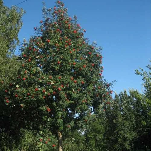 Sorbus Aucuparia Sheerwater Seedling 3 Sorbus Aucuparia Sheerwater Seedling - Image 3