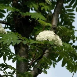 Sorbus Aucuparia Sheerwater Seedling 7 Sorbus Aucuparia Sheerwater Seedling -Future Forests Sorbus aucuparia Sheerwater Seedling 05x