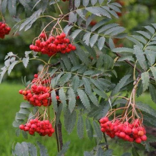 Sorbus Aucuparia Asplenifolia 1 Sorbus Aucuparia Asplenifolia