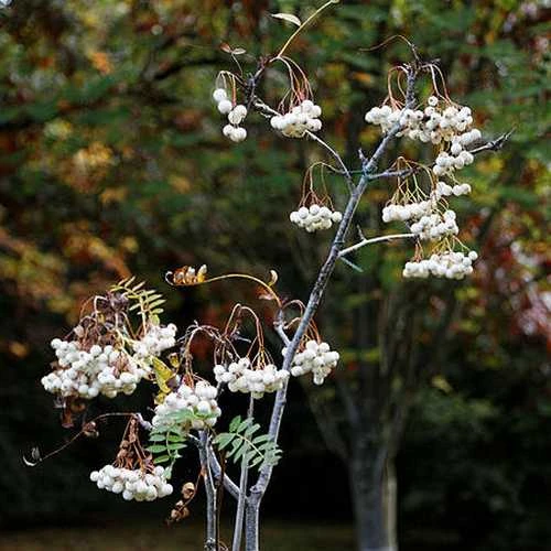 Sorbus Cashmiriana - Kashmir Rowan 2 Sorbus Cashmiriana - Kashmir Rowan - Image 2