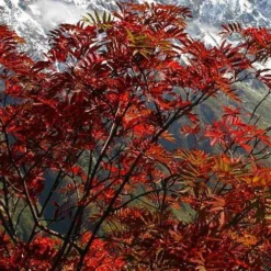 Sorbus Commixta -Future Forests Sorbus commixta 04