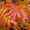 Sorbus Commixta Olympic Flame