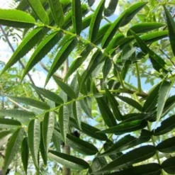 Sorbus Commixta Olympic Flame -Future Forests Sorbus commixta Olympic Flame 02x