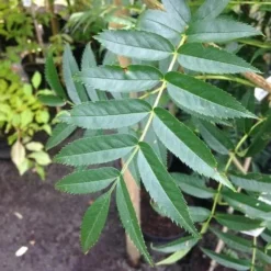 Sorbus Commixta Olympic Flame -Future Forests Sorbus commixta Olympic Flame FF