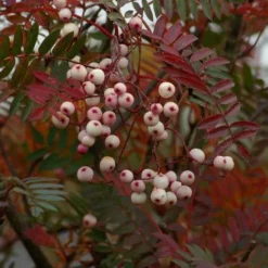 Sorbus Vilmorinii -Future Forests Sorbus vilmorinii 02