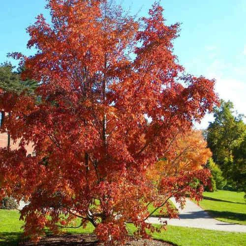 Stewartia Pseudocamellia Koreane - Korean Stewartia 2 Stewartia Pseudocamellia Koreane - Korean Stewartia - Image 2