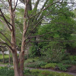 Stewartia Pseudocamellia Koreane - Korean Stewartia 8 Stewartia Pseudocamellia Koreane - Korean Stewartia -Future Forests Stewartia pseudocamellia Koreane 02