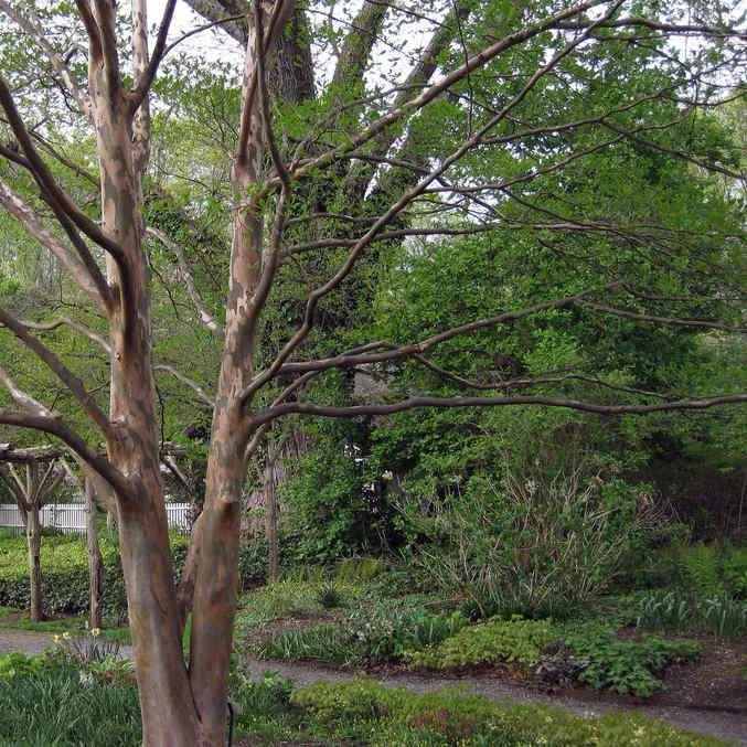 Stewartia Pseudocamellia Koreane - Korean Stewartia 3 Stewartia Pseudocamellia Koreane - Korean Stewartia - Image 3