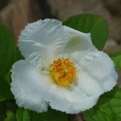 Stewartia Pseudocamellia Koreane - Korean Stewartia 9 Stewartia Pseudocamellia Koreane - Korean Stewartia -Future Forests Stewartia pseudocamellia Koreane 05