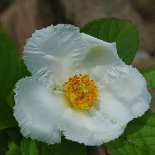 Stewartia Pseudocamellia Koreane - Korean Stewartia 4 Stewartia Pseudocamellia Koreane - Korean Stewartia - Image 4