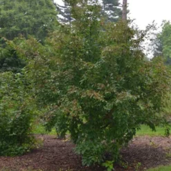 Stewartia Pseudocamellia Koreane - Korean Stewartia 11 Stewartia Pseudocamellia Koreane - Korean Stewartia -Future Forests Stewartia pseudocamellia Koreane 07