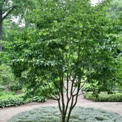 Stewartia Sinensis - Chinese Stewartia -Future Forests Stewartia sinensis 03