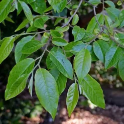 Stewartia Sinensis - Chinese Stewartia -Future Forests Stewartia sinensis 05