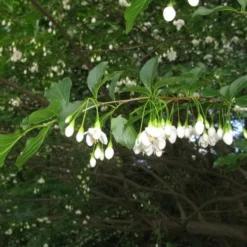 Styrax Japonica - Japanese Snowbell 12 Styrax Japonica - Japanese Snowbell -Future Forests Styrax japonicus 02