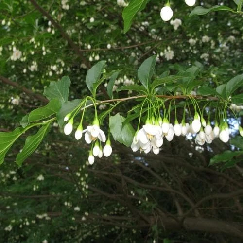 Styrax Japonica - Japanese Snowbell 4 Styrax Japonica - Japanese Snowbell - Image 4