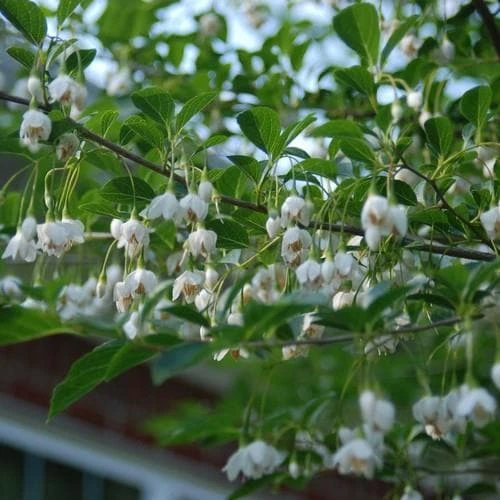 Styrax Japonica - Japanese Snowbell 2 Styrax Japonica - Japanese Snowbell - Image 2