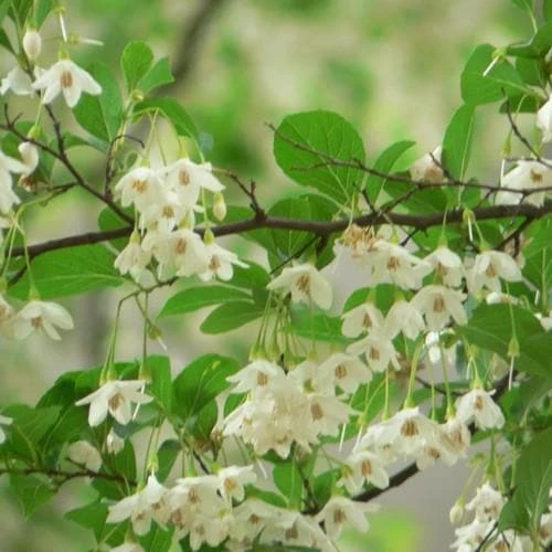 Styrax Japonica - Japanese Snowbell 1 Styrax Japonica - Japanese Snowbell