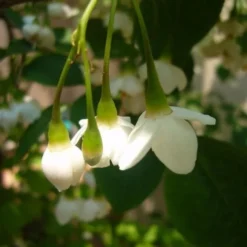 Styrax Japonica - Japanese Snowbell 16 Styrax Japonica - Japanese Snowbell -Future Forests Styrax japonicus 08