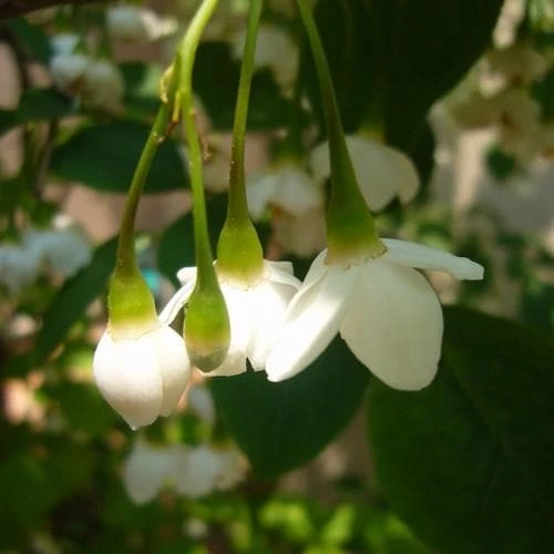 Styrax Japonica - Japanese Snowbell 8 Styrax Japonica - Japanese Snowbell - Image 8