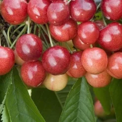 Cherry Sweetheart -Future Forests Sweetheart Cherry03