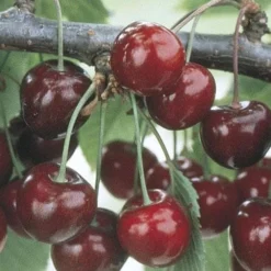 Cherry Sweetheart -Future Forests Sweetheart Cherry04