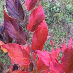 Sycoparrotia Semidecidua Purple Haze 10 Sycoparrotia Semidecidua Purple Haze -Future Forests Sycoparrotia semidecidua Purple Haze 04