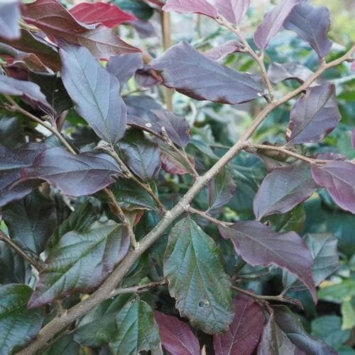 Sycoparrotia Semidecidua Purple Haze 2 Sycoparrotia Semidecidua Purple Haze - Image 2