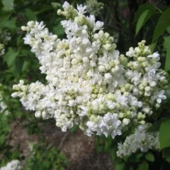 Syringa Vulgaris Mme Lemoine 6 Syringa Vulgaris Mme Lemoine -Future Forests Syringa vulgaris Madame Lemoine 03