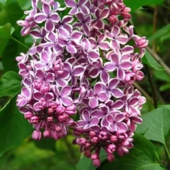 Syringa Vulgaris Sensation -Future Forests Syringa vulgaris Sensation 02