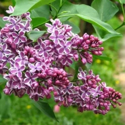 Syringa Vulgaris Sensation -Future Forests Syringa vulgaris Sensation 03
